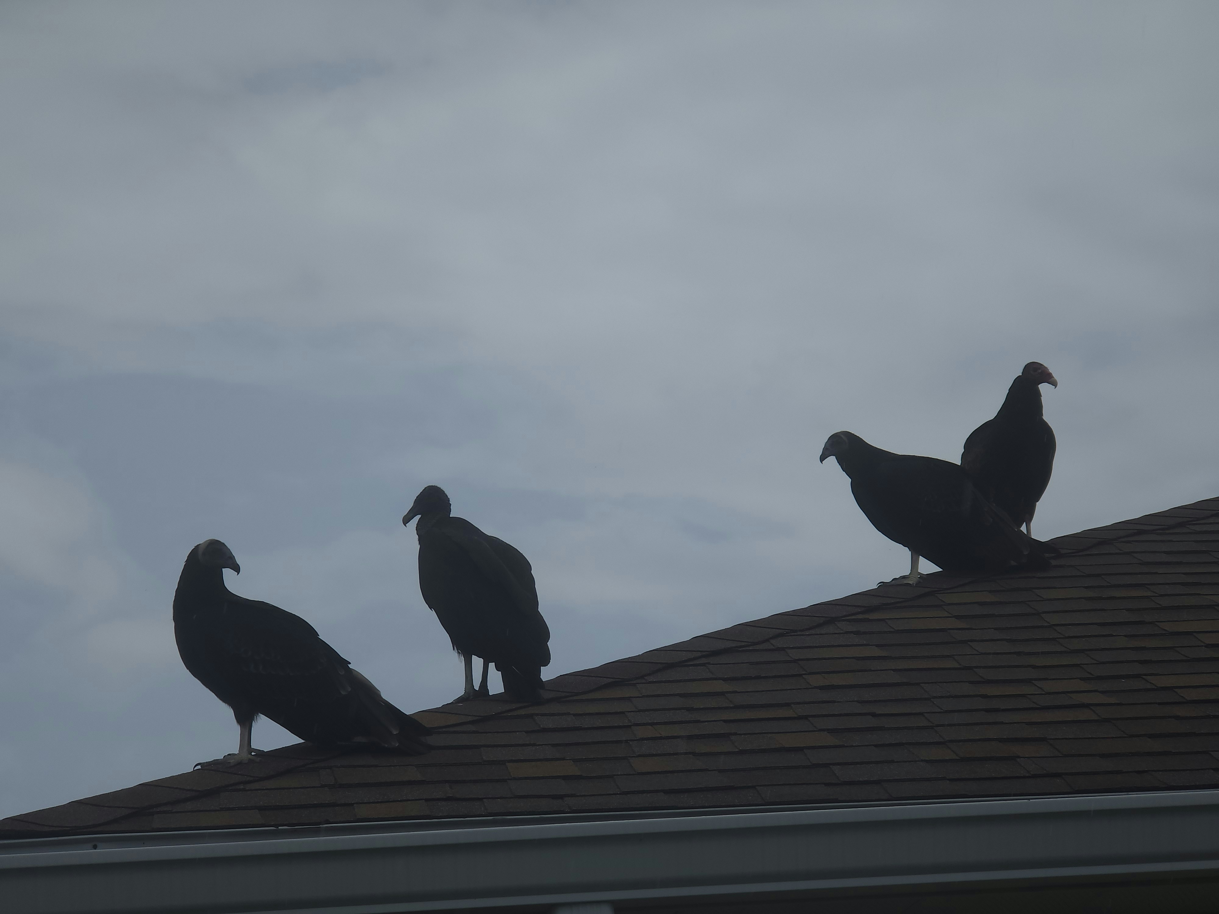 A group of birds sitting on top of a roof
